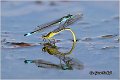 18_blue-tailed _damselfly